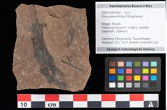 Foto (Objekt + Etikett) von Pinus palaeostrobus Ettingshausen (NHMW-GEO-2024-0188-0200)